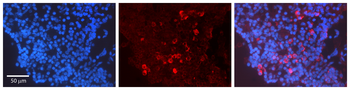 Ccna2 Rabbit Polyclonal Antibody