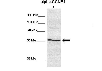CCNB1 Rabbit Polyclonal Antibody