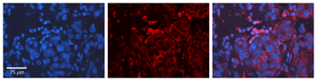 CCND1 Rabbit Polyclonal Antibody
