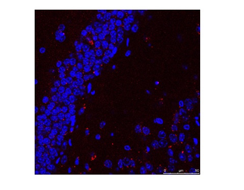 HSPA9 Rabbit Polyclonal Antibody