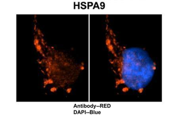HSPA9 Rabbit Polyclonal Antibody