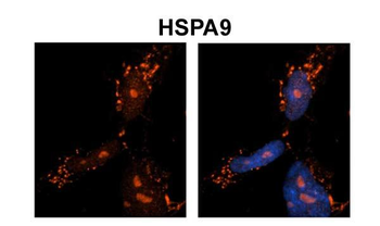 HSPA9 Rabbit Polyclonal Antibody