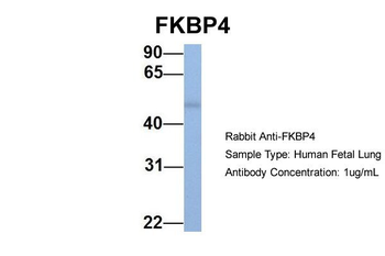 FKBP4 Rabbit Polyclonal Antibody