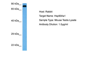 HSP90AA1 Rabbit Polyclonal Antibody