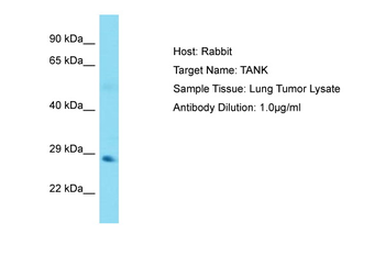 TANK Rabbit Polyclonal Antibody