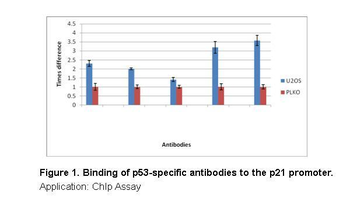 TP53 Rabbit Polyclonal Antibody