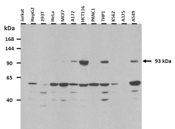 HIF1A Rabbit Polyclonal Antibody
