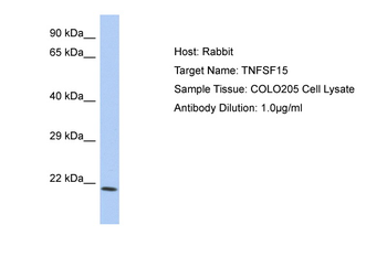 TNFSF15 Rabbit Polyclonal Antibody
