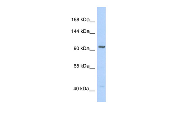 IDE Rabbit Polyclonal Antibody