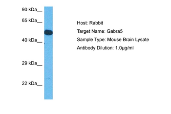 Gabra5 Rabbit Polyclonal Antibody