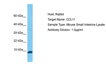 Ccl11 Rabbit Polyclonal Antibody