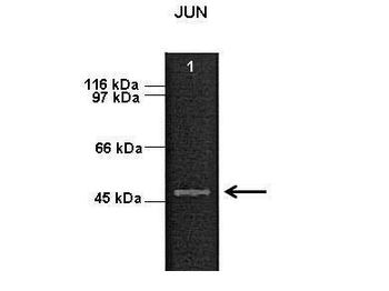 JUN Rabbit Polyclonal Antibody