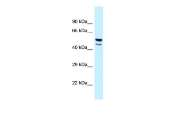 JUN Rabbit Polyclonal Antibody