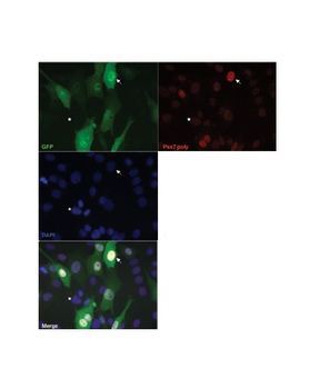 Pax7 Rabbit Polyclonal Antibody