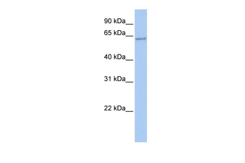 TFCP2 Rabbit Polyclonal Antibody