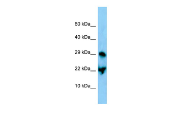 Atf3 Rabbit Polyclonal Antibody