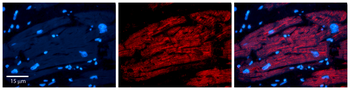IRF1 Rabbit Polyclonal Antibody