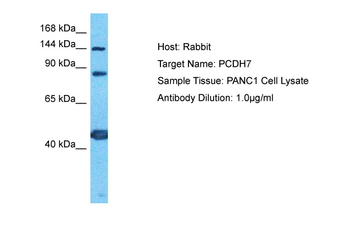 PCDH7 Rabbit Polyclonal Antibody