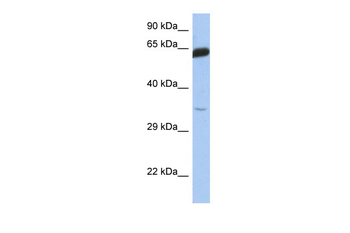TCF7 Rabbit Polyclonal Antibody