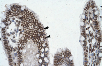 POU6F1 Rabbit Polyclonal Antibody