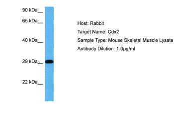CDX2 Rabbit Polyclonal Antibody