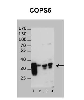 COPS5 Rabbit Polyclonal Antibody