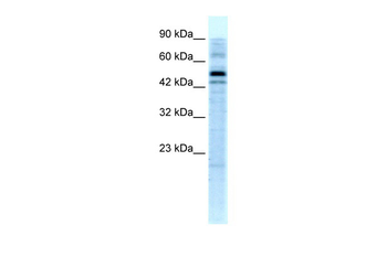 SALF Rabbit Polyclonal Antibody