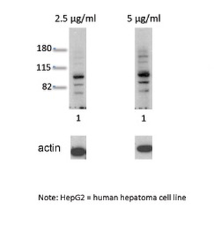 AHR Rabbit Polyclonal Antibody