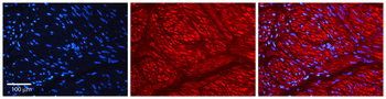AHR Rabbit Polyclonal Antibody