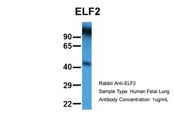 ELF2 Rabbit Polyclonal Antibody