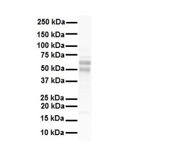 NR5A1 Rabbit Polyclonal Antibody