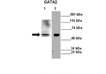 GATA2 Rabbit Polyclonal Antibody