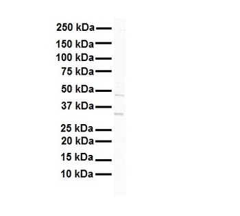 GATA2 Rabbit Polyclonal Antibody