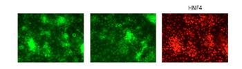 GATA6 Rabbit Polyclonal Antibody