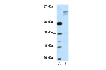 GTF2I Rabbit Polyclonal Antibody