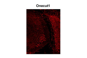 Onecut1 Rabbit Polyclonal Antibody