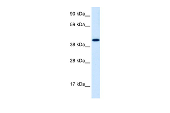 INSM1 Rabbit Polyclonal Antibody