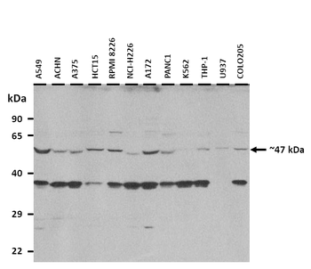 PBX3 Rabbit Polyclonal Antibody