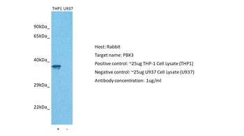 PBX3 Rabbit Polyclonal Antibody