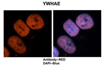 Ywhae Rabbit Polyclonal Antibody