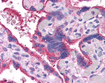 WNT5A Rabbit Polyclonal Antibody