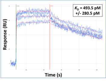 WNT5A Rabbit Polyclonal Antibody
