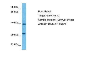GSH2 Rabbit Polyclonal Antibody
