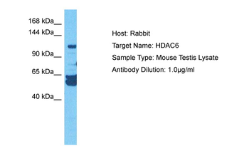 Hdac6 Rabbit Polyclonal Antibody