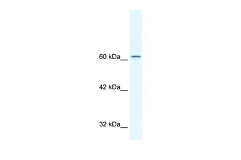 TLE3 Rabbit Polyclonal Antibody