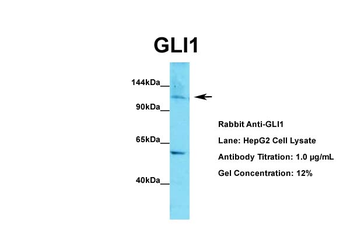 GLI1 Rabbit Polyclonal Antibody