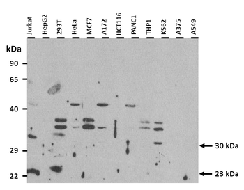 HES1 Rabbit Polyclonal Antibody