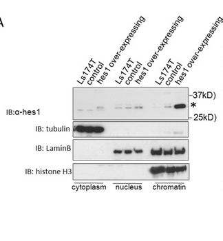 HES1 Rabbit Polyclonal Antibody