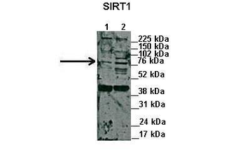 SIRT1 Rabbit Polyclonal Antibody