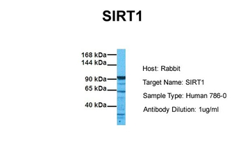 SIRT1 Rabbit Polyclonal Antibody